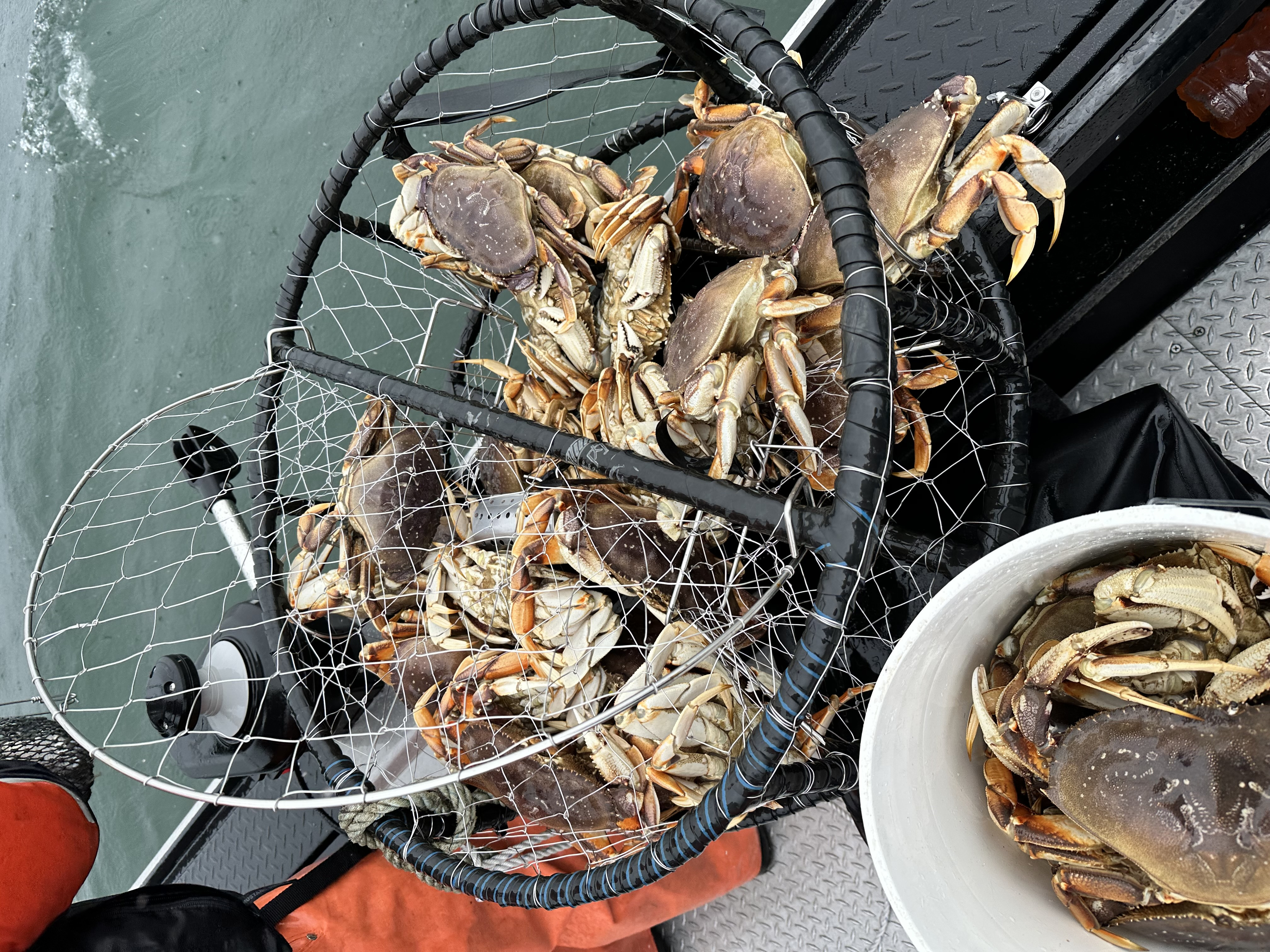 Dungeness crab in a landing net on the boat